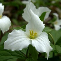 White Trillium