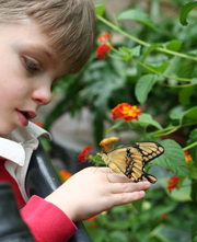 Butterflies in the Par