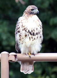 Hawk