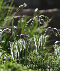 Inniswood Gardens
