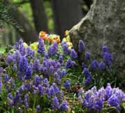 Inniswood Gardens