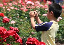 Photographing Roses