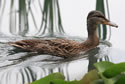 Mallard 2870a