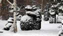Snow 6755 Copy