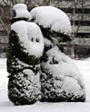 Snow 6777