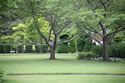 Trees 1420