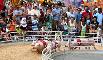Pig Races