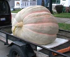 2007 Pumpkin Show Winner