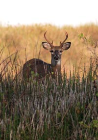 Deer on the Buckeye Trail