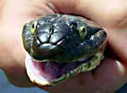 Lake Erie Water Snake