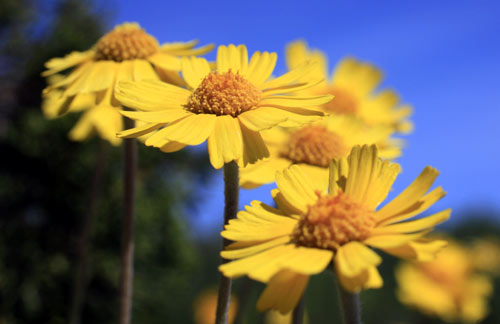 Lakeside Daisy