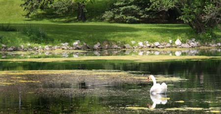 Schedel Arbortetum Pond