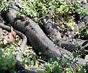 Water Snake