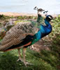 Garden Gallery: Kingwood 0739