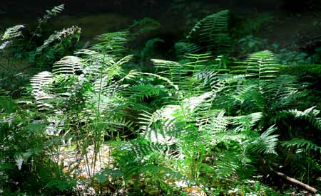 Conkle Hollow Ferns