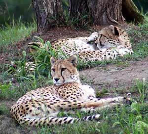 The Wilds Sunset Safari Tour