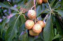 Buckeye Leaves