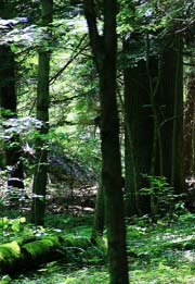 Forest area on the Cantwell Cliff trail