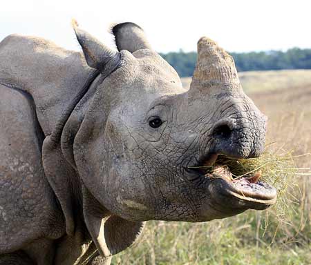 The Wilds Rhino