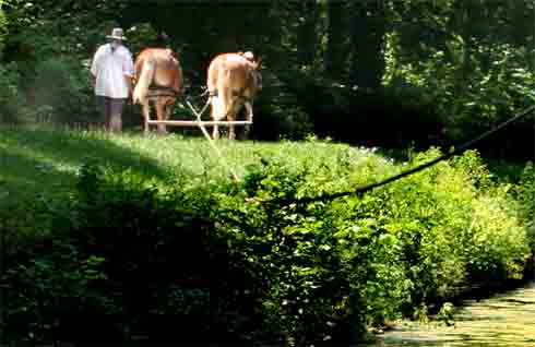 General Harrison Canal Mules