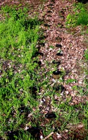 Seip Mound Excavation